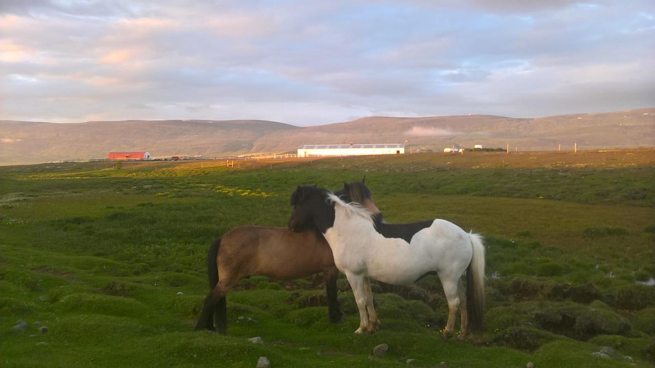 Glaesibaer 2 Guesthouse And Horsefarm Akureyri Extérieur photo
